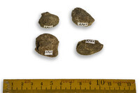 F 03743
<br/>
<br/>
<em></em>